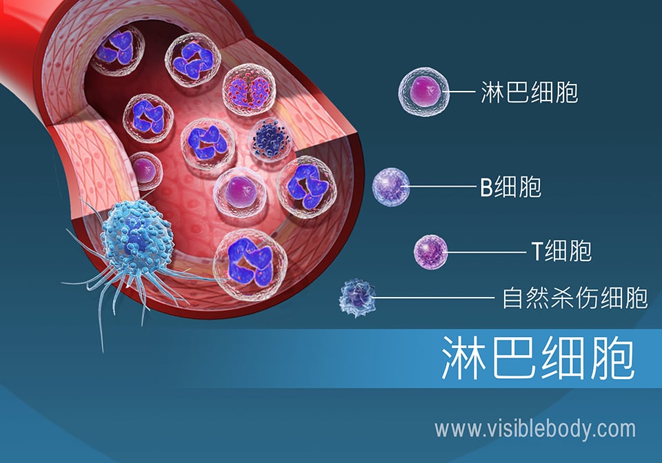 有关不同类型淋巴细胞的详细信息