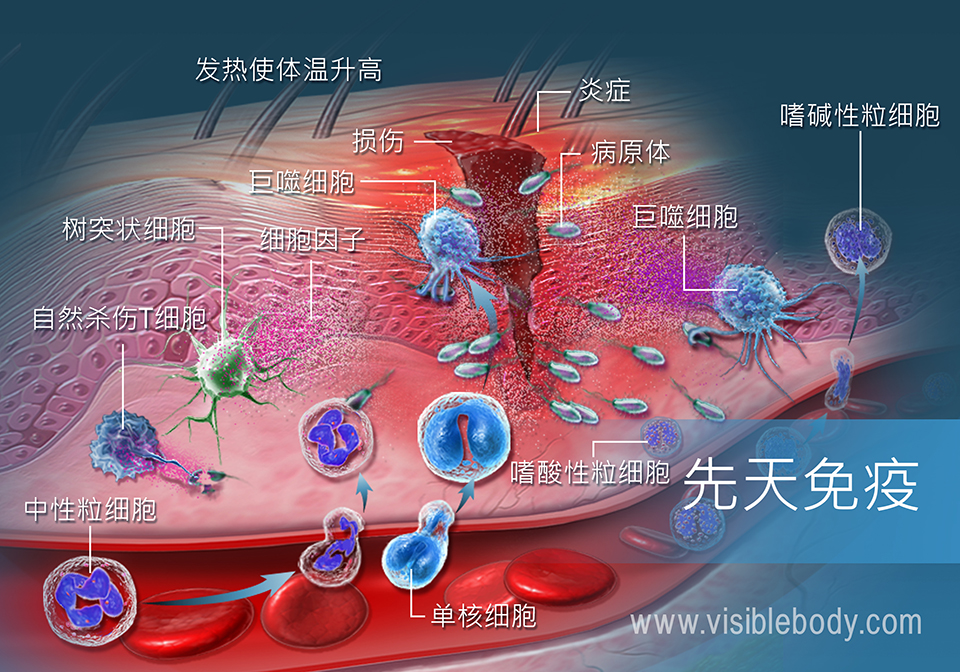 对创伤作出反应的被动免疫系统