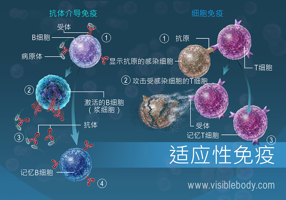 抗体和细胞介导的免疫是人体用来对抗病原体的适应性措施