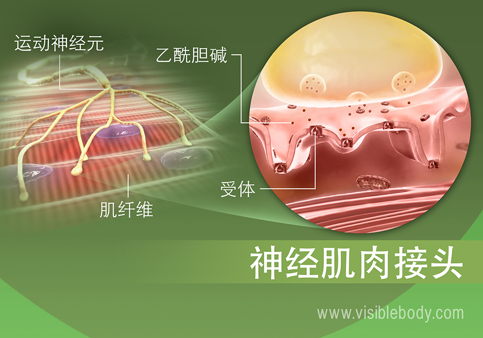 肌肉神经支配过程