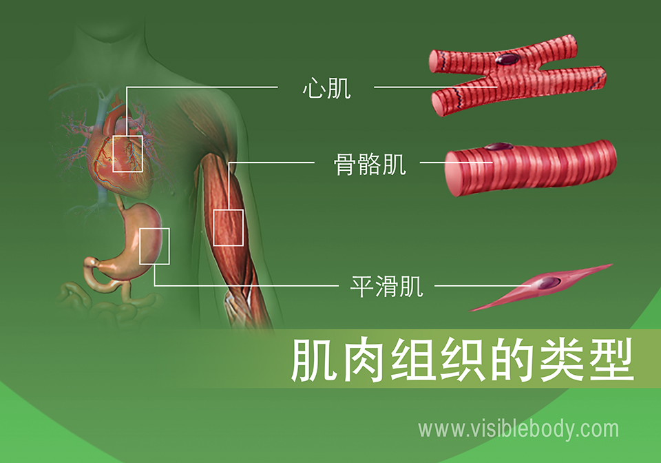 人体中的心肌、骨骼肌和平滑肌
