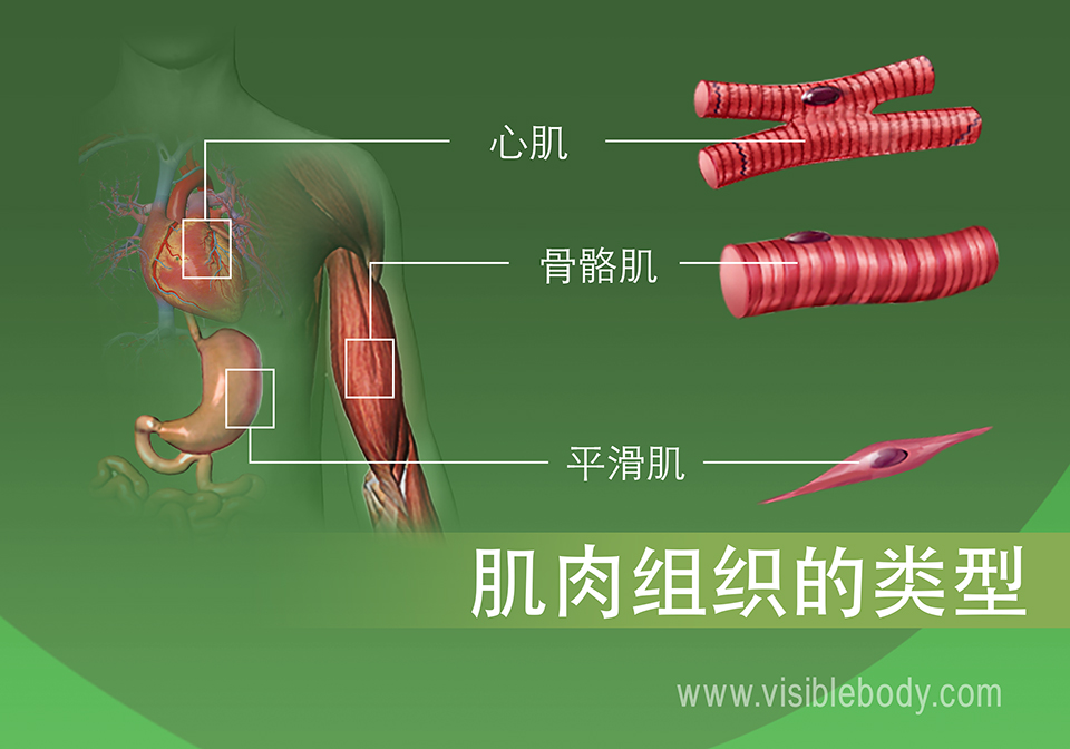 人体内的心肌、骨骼肌和平滑肌