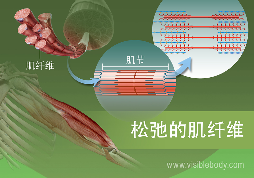 肌动蛋白和肌球蛋白丝的松弛状态