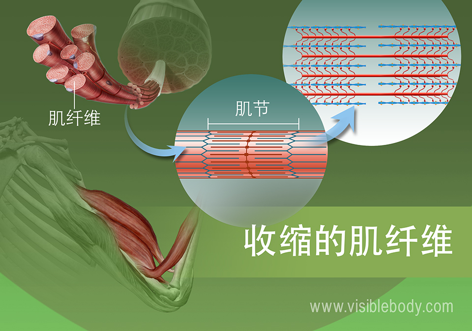 肌节的收缩状态