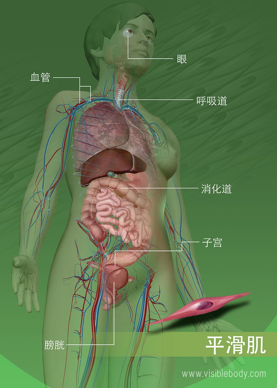 遍布身体的平滑肌组织