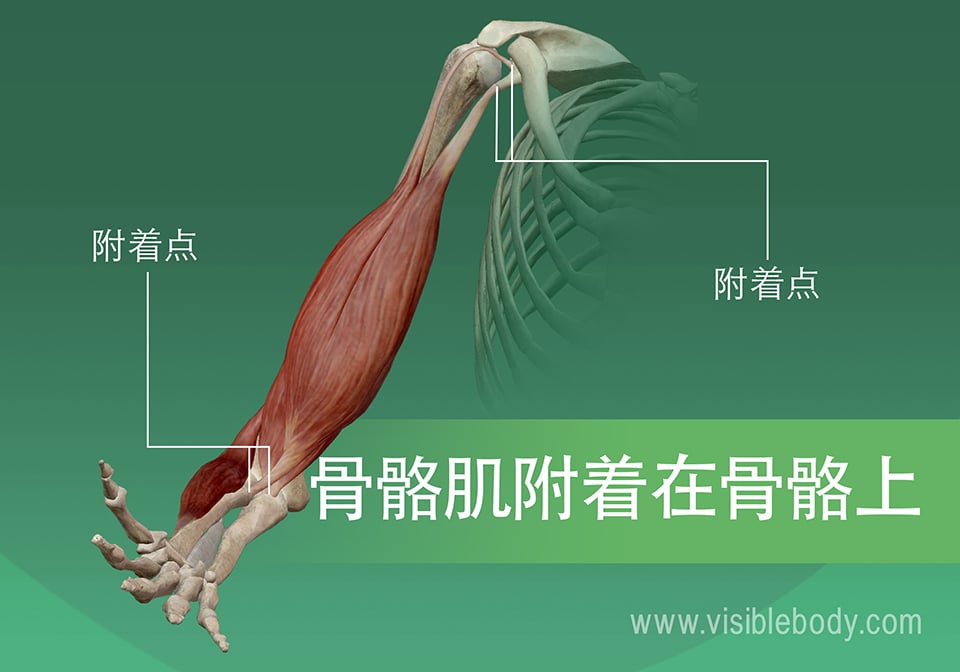 5B-骨骼肌附着在骨骼上