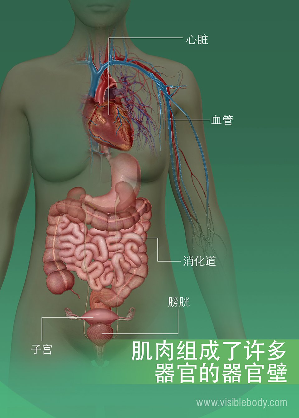 6C-肌肉组成了许多器官的器官壁