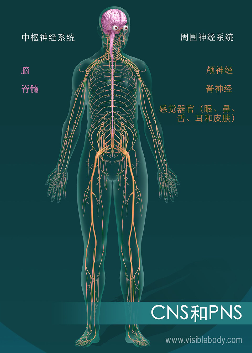 脑和脊髓构成中枢神经系统（CNS）。颅神经、脊神经和感觉器官构成周围神经系统（PNS）。