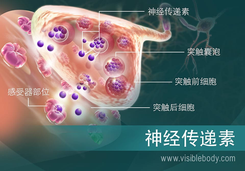 神经递质在突触间移动方式的概述