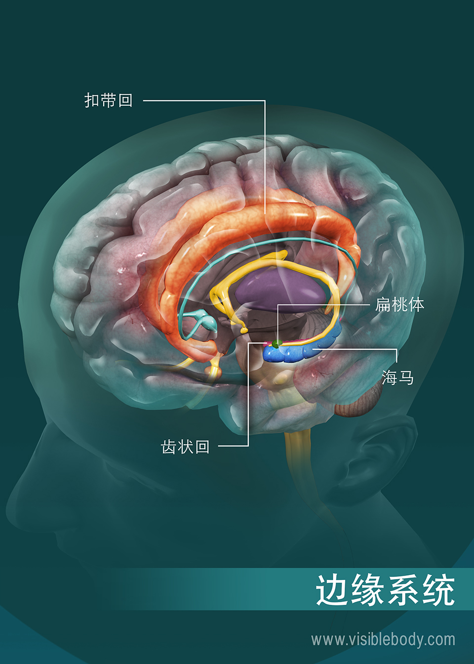 边缘系统概述