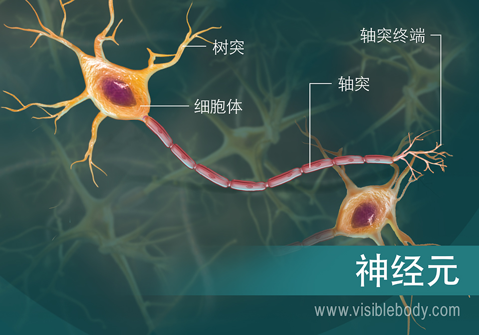 神经元及其组成的示意图