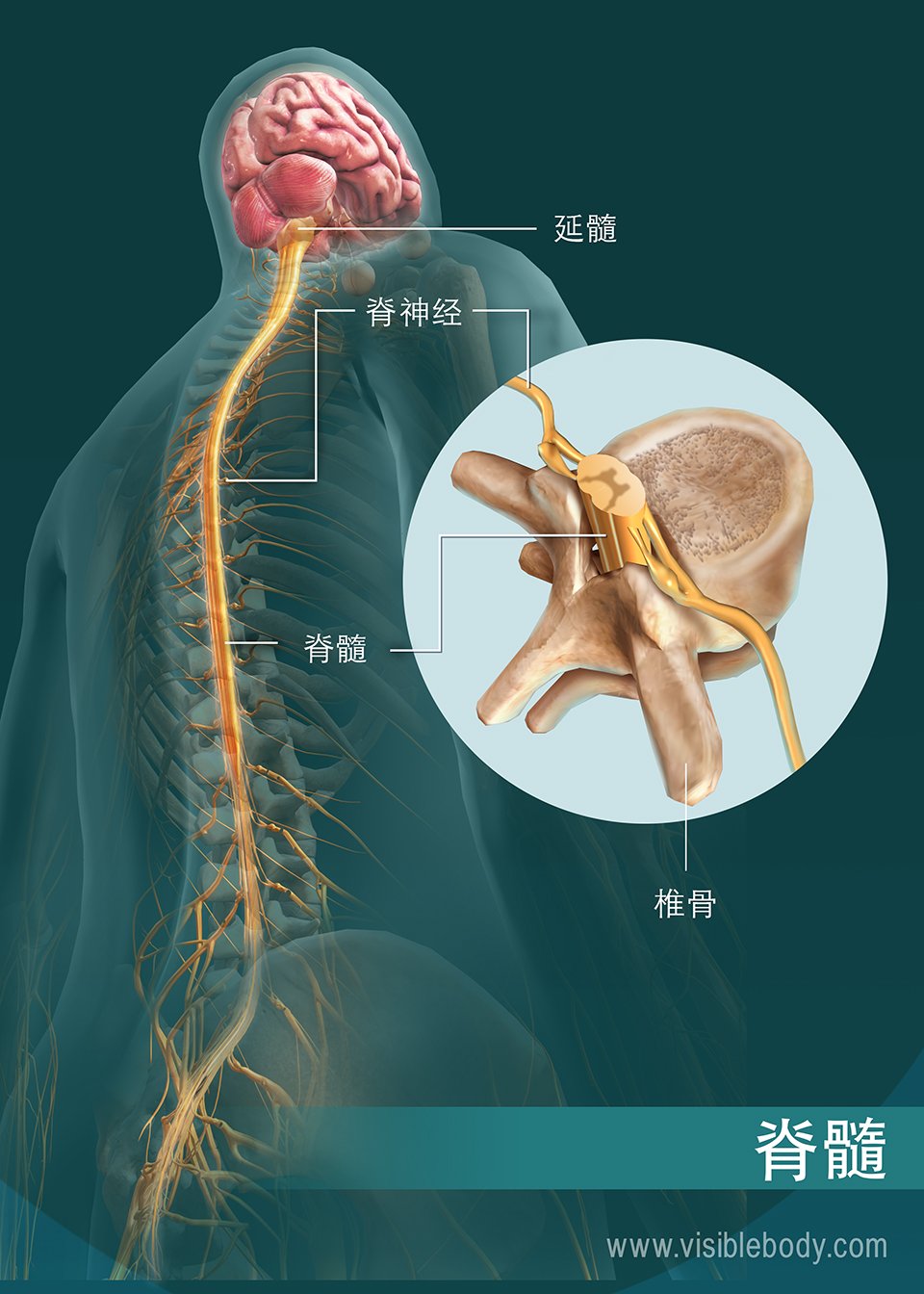 脊髓的结构