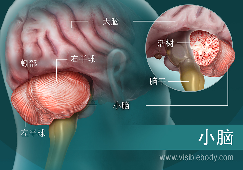 小脑分区示意图