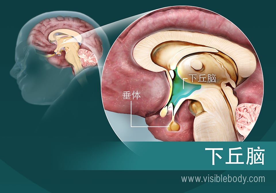 下丘脑及其在脑中的位置