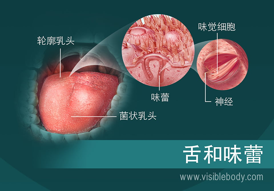 舌头和味蕾示意图