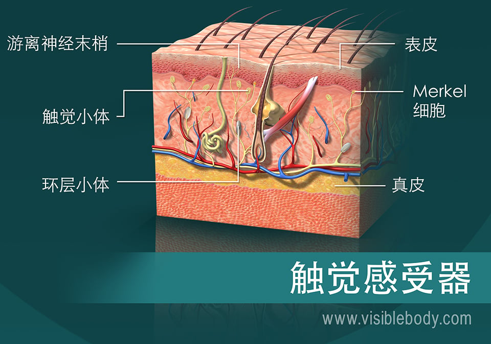 显示出触觉感受器的皮肤截面图