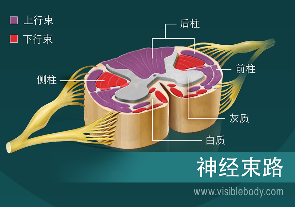 脊髓中神经束的示意图