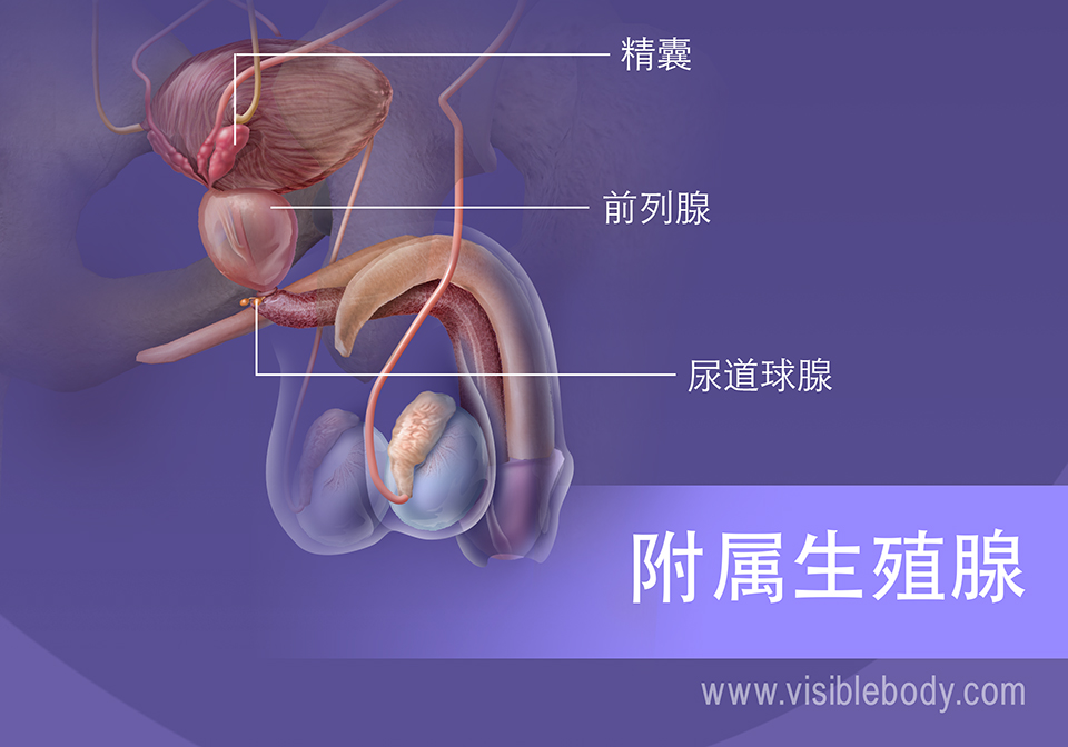 精囊、前列腺和尿道球腺；次要生殖腺
