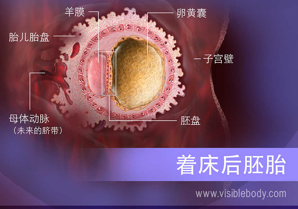 子宫内的胚胎结构