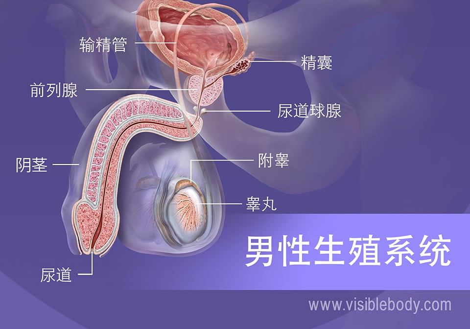 男性生殖系统的结构