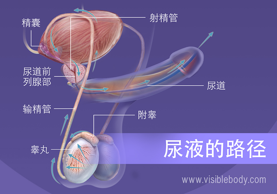 精子从睾丸到尿道所通过的路经