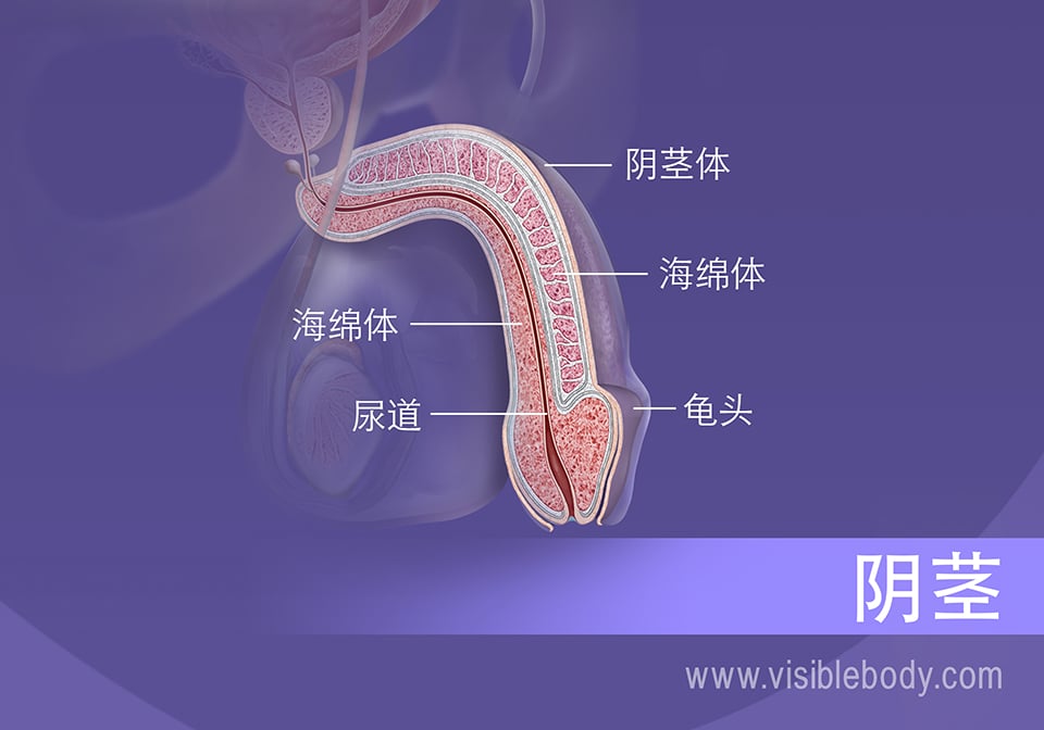 阴茎横截面，以及阴茎体与阴茎头的结构。