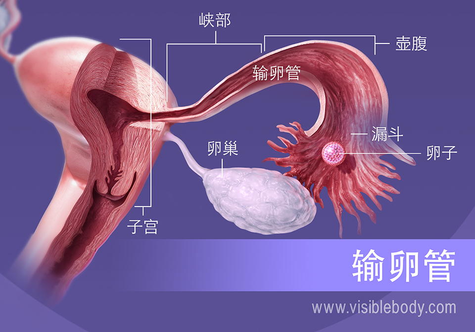 排卵过程中，卵细胞经过漏斗管、壶腹和输卵管峡部。