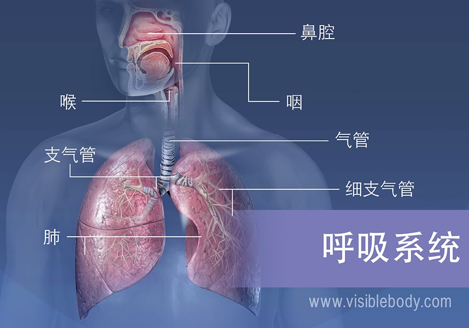 使用补充图表和视频了解呼吸系统功能、呼吸、语音、感染、结构等。