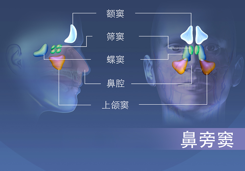 鼻旁窦区域； 额窦、筛窦、蝶骨和上颌窦