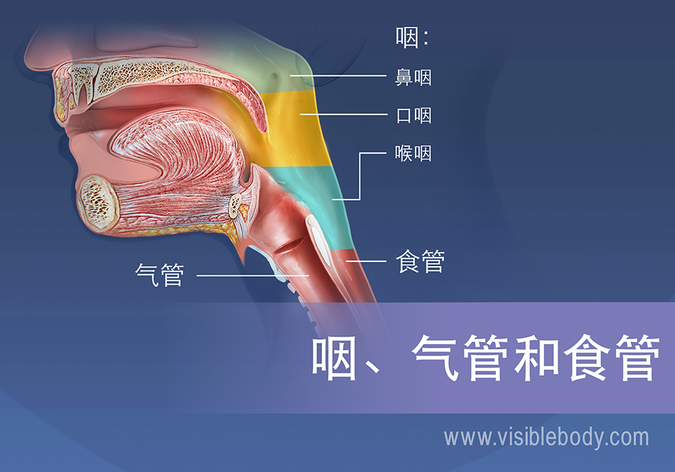 咽部区域可以分为鼻咽、口咽和喉咽