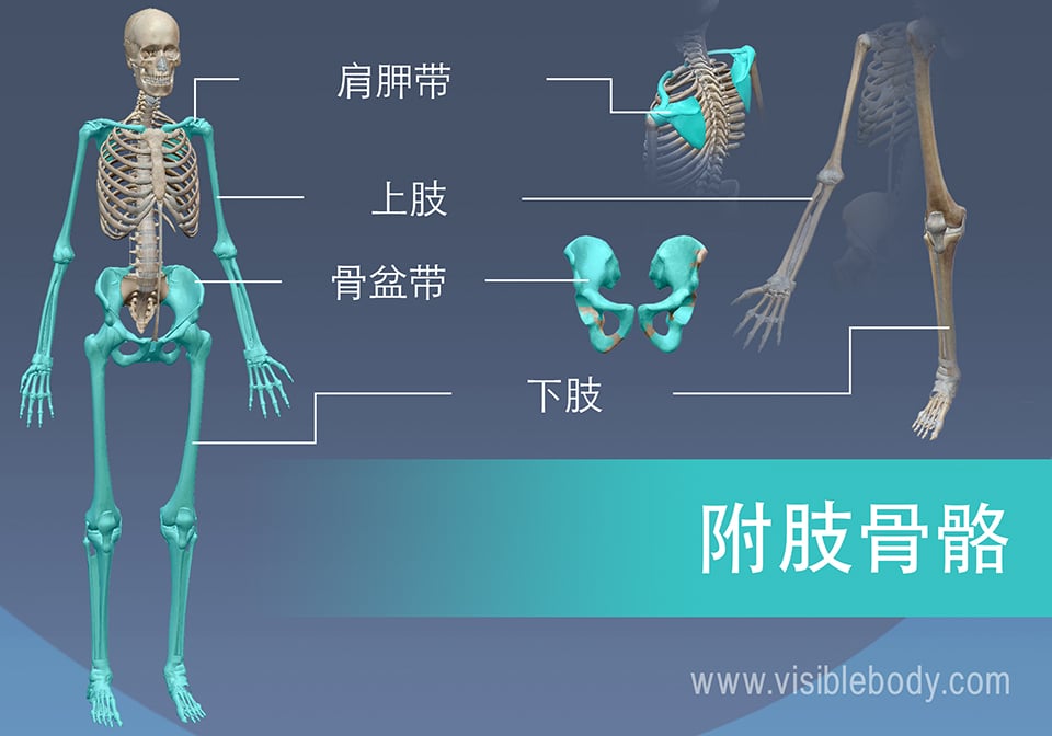 肩带、上肢、骨盆带和下肢