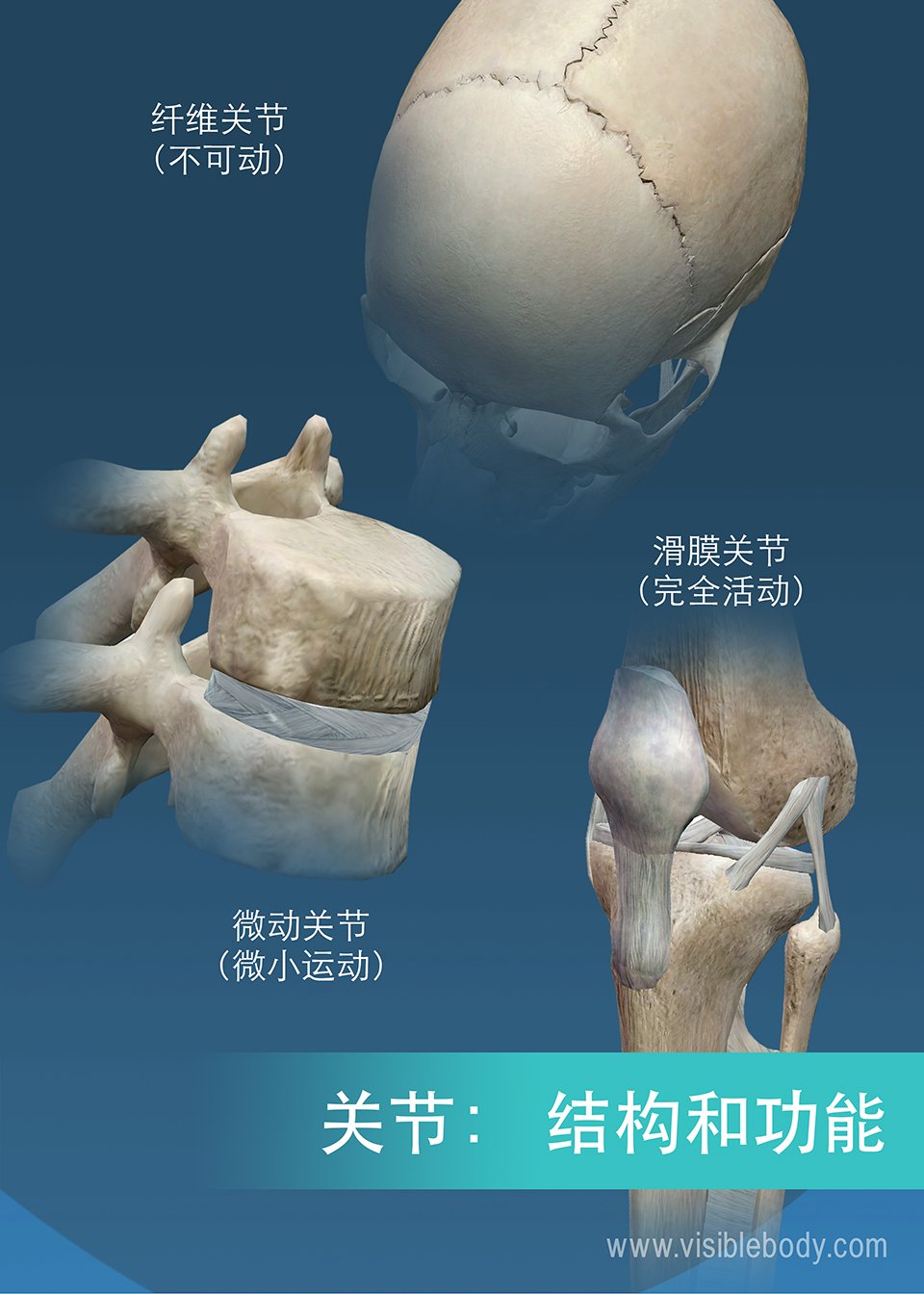 不同关节的总结，缝、膝关节、椎骨