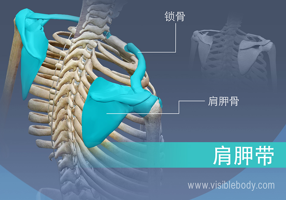 肩带的骨骼