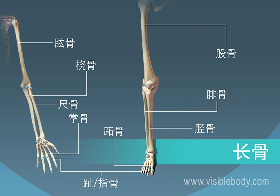 9个人体中长骨的例子