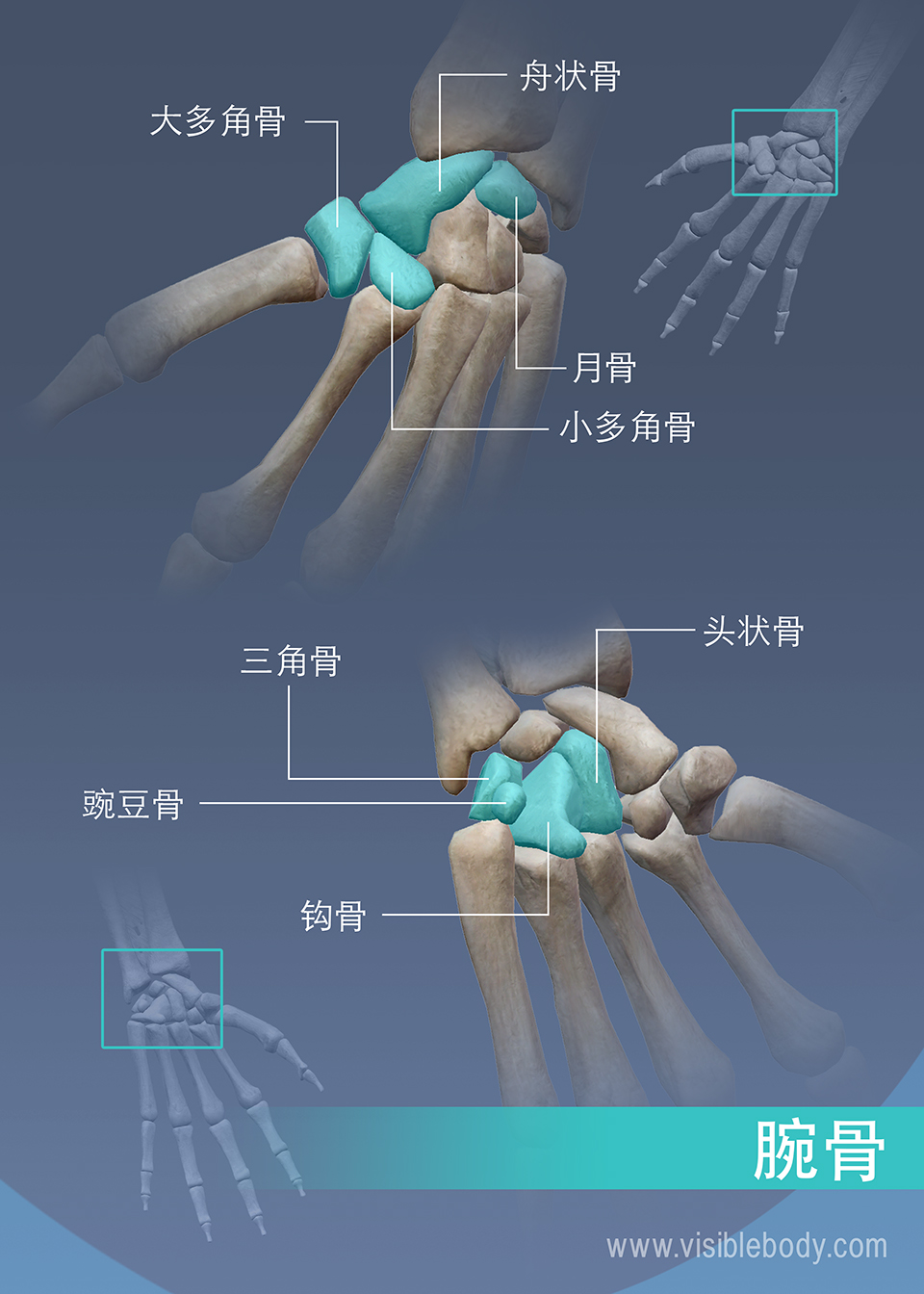 大多角骨、舟骨、月骨、小多角骨、头状骨、三角骨、豌豆骨和钩骨