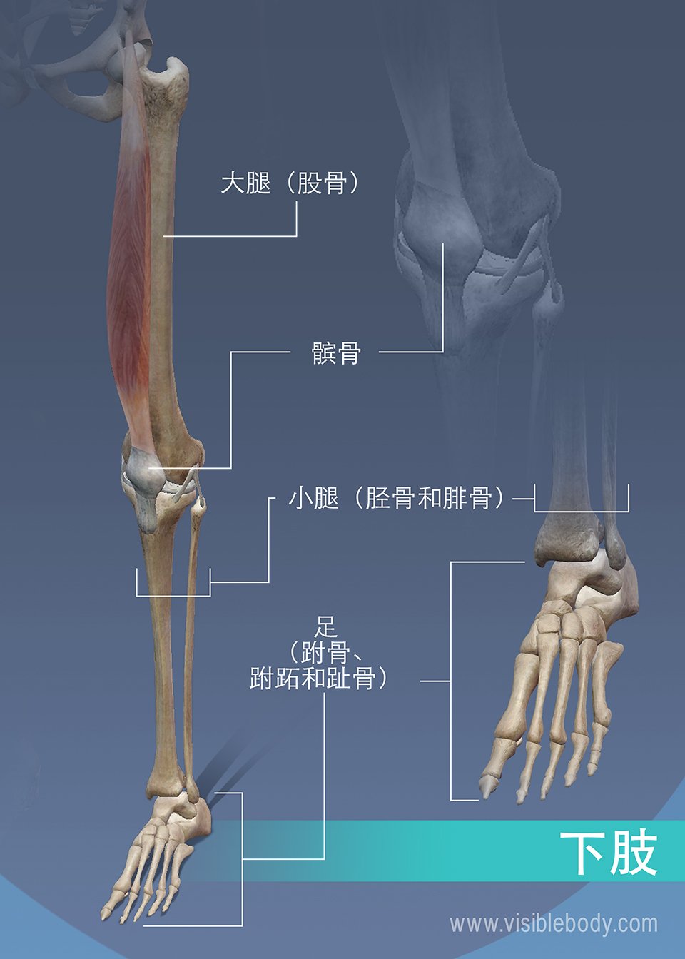 下肢的大腿骨、小腿骨和膝盖骨