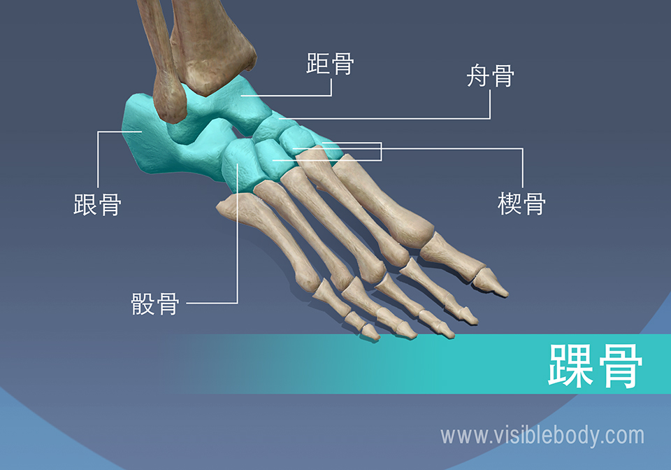 踝骨、距骨、舟骨、楔骨、跟骨和骰骨
