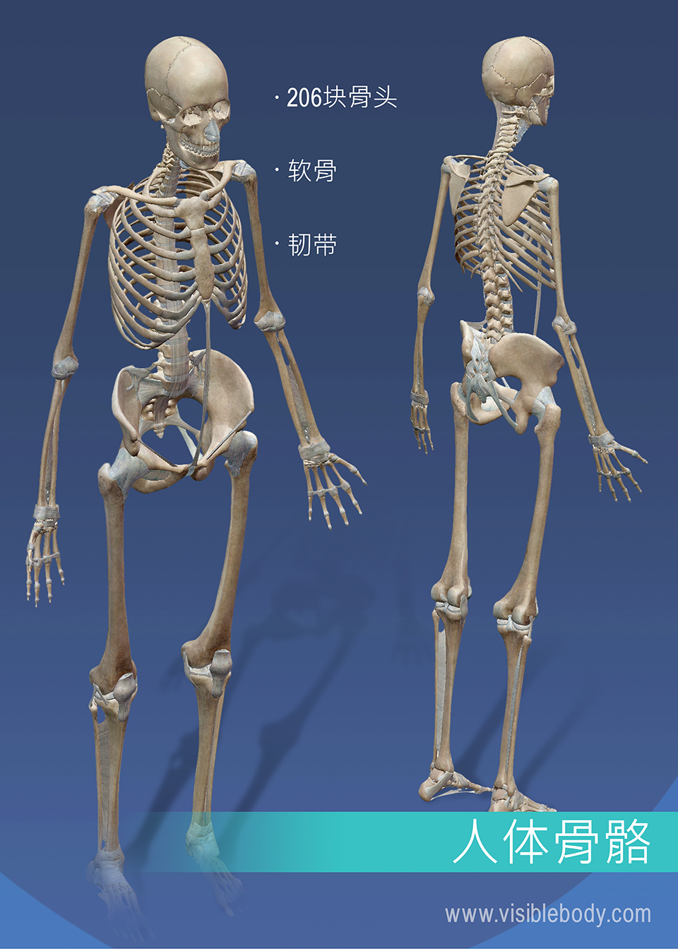骨骼系统由206块骨骼、软骨和韧带组成