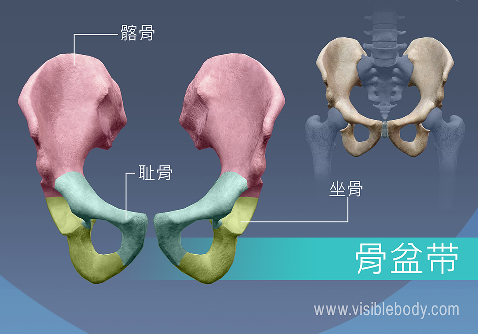 学习骨骼解剖学 附肢骨骼