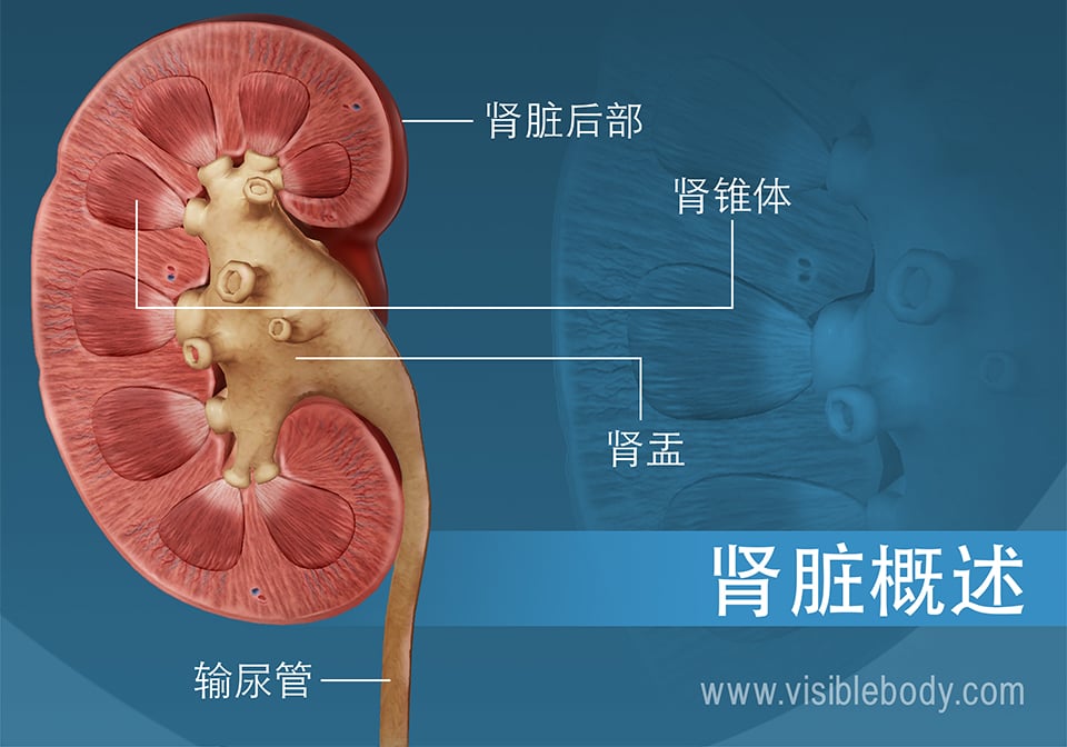 显示肾盂和肾锥体结构的肾脏截面图