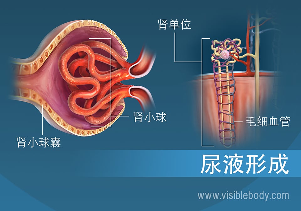 肾小球（肾单位的结构）横截面