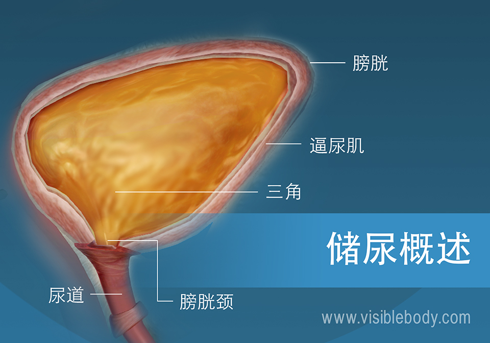 膀胱截面图，显示膀胱颈、逼尿肌、膀胱三角和尿道