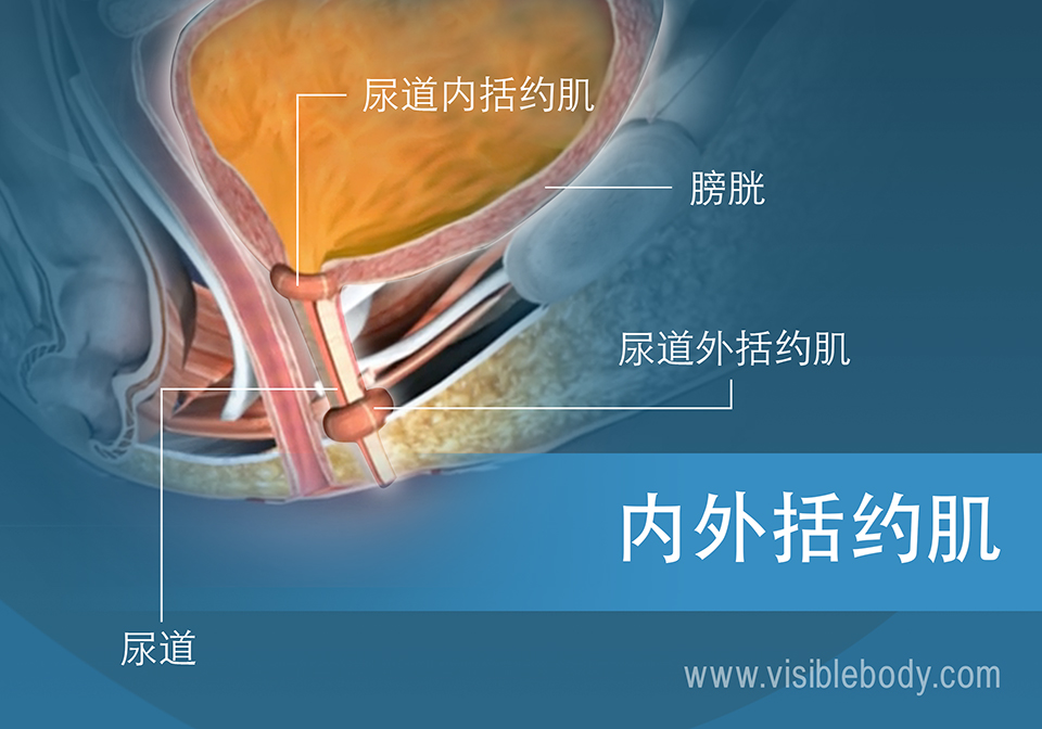 膀胱的尿道内外括约肌