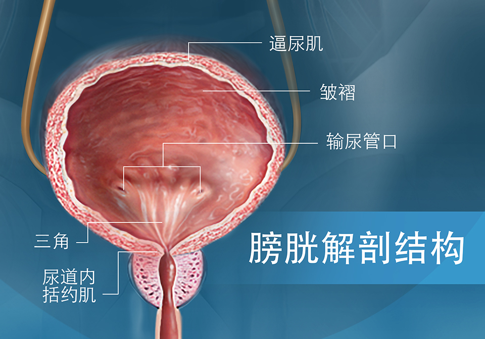 显示膀胱解剖结构的正截面图