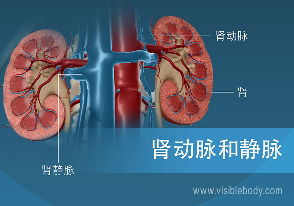 血液通过肾动脉和肾静脉流入和流出肾脏。