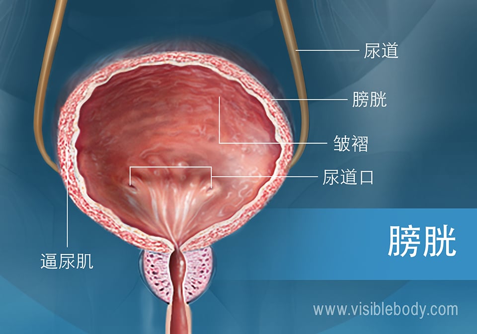 显示逼尿肌、皱褶、膀胱结构的展开视图。