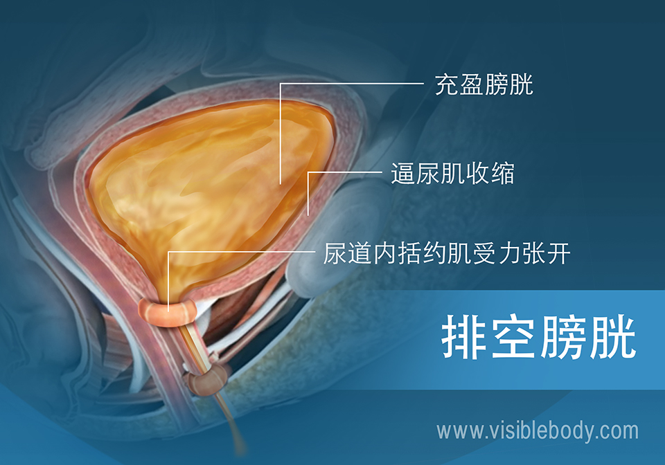 充盈的膀胱和排尿肌肉负责排尿冲动。