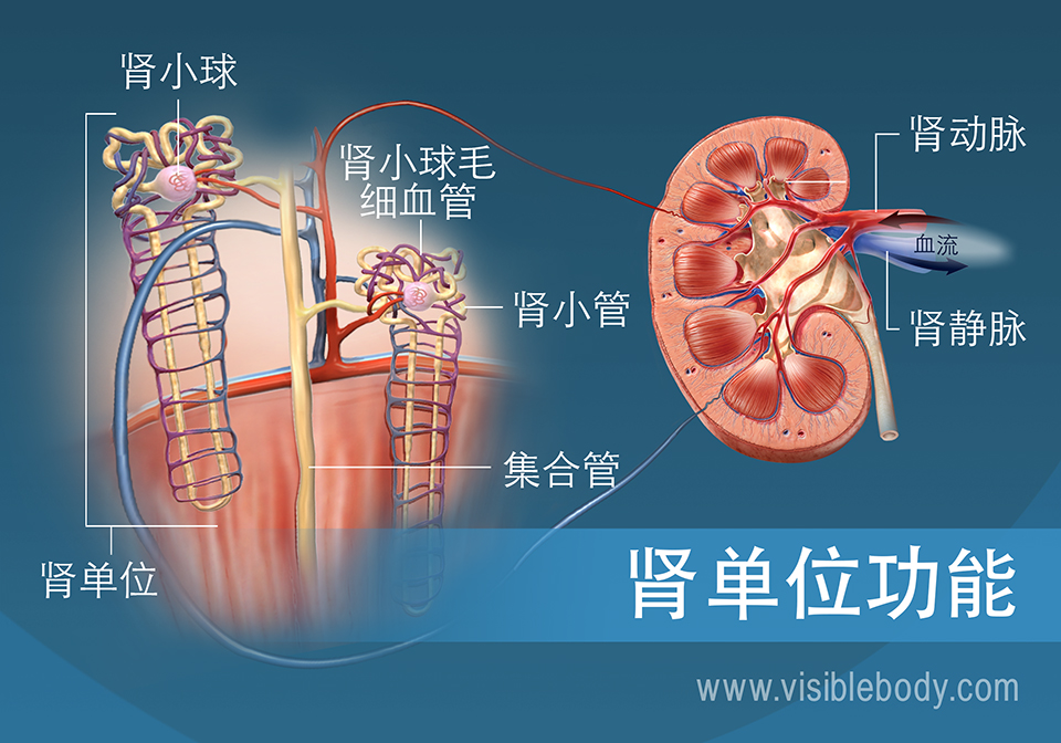 显示出肾小管、肾椎体和肾皮质的肾单元解剖结构和功能。