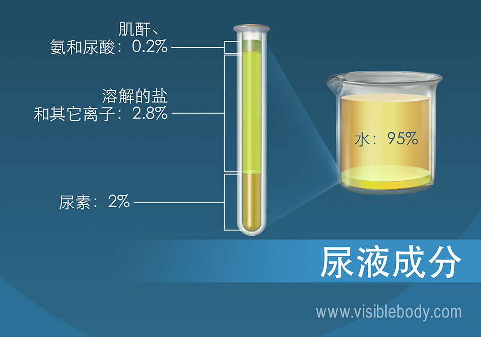 盐类、氨、尿素、水和其他尿液成分的百分比组成。