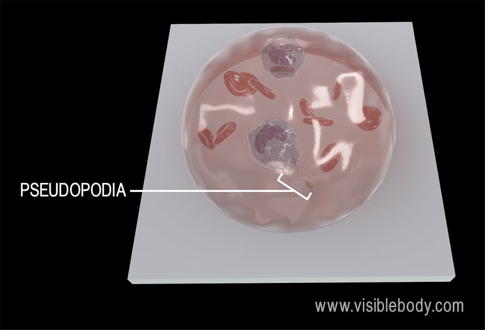 Activated monocytes have projections called pseudopodia that engulf bacteria and other foreign substances.